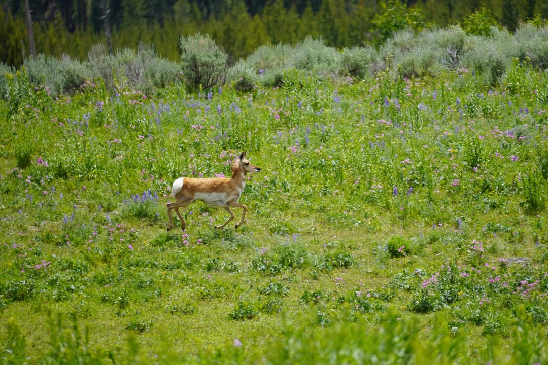2nd Antelope Crossing on Lamar River Trail