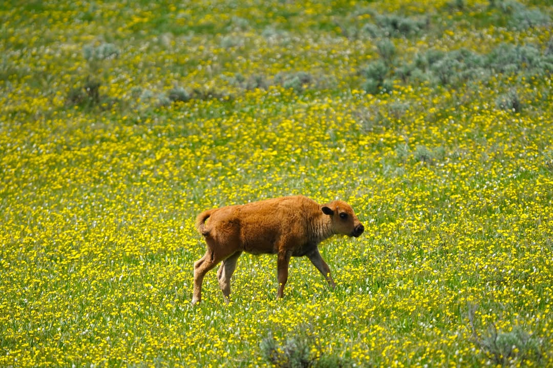 Yellowstone National Park, WY