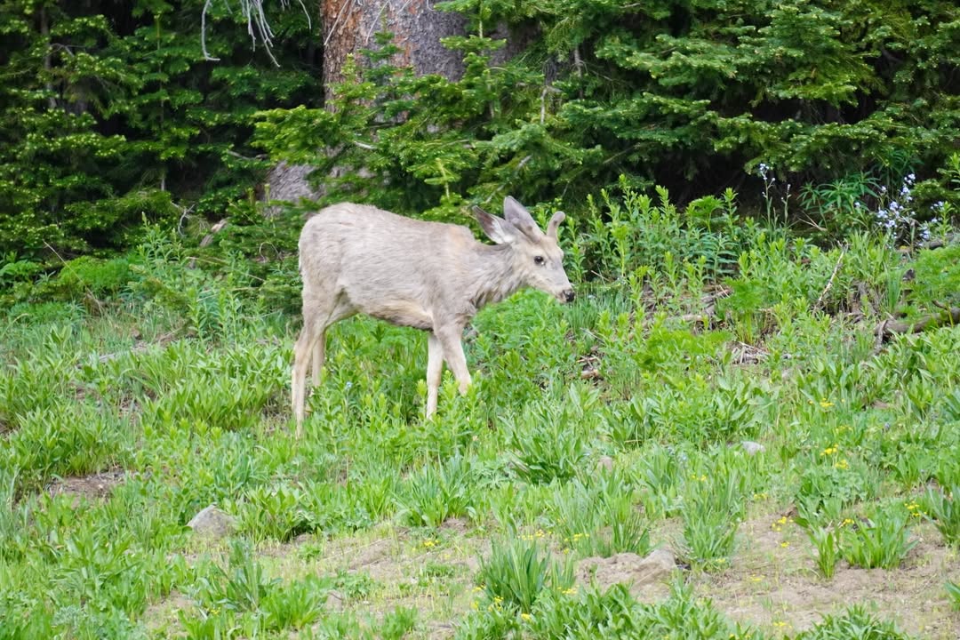 Yellowstone National Park, WY