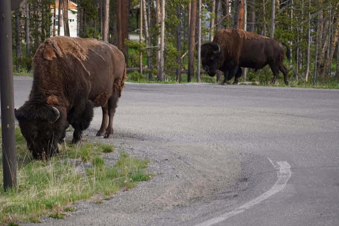 Yellowstone National Park, WY