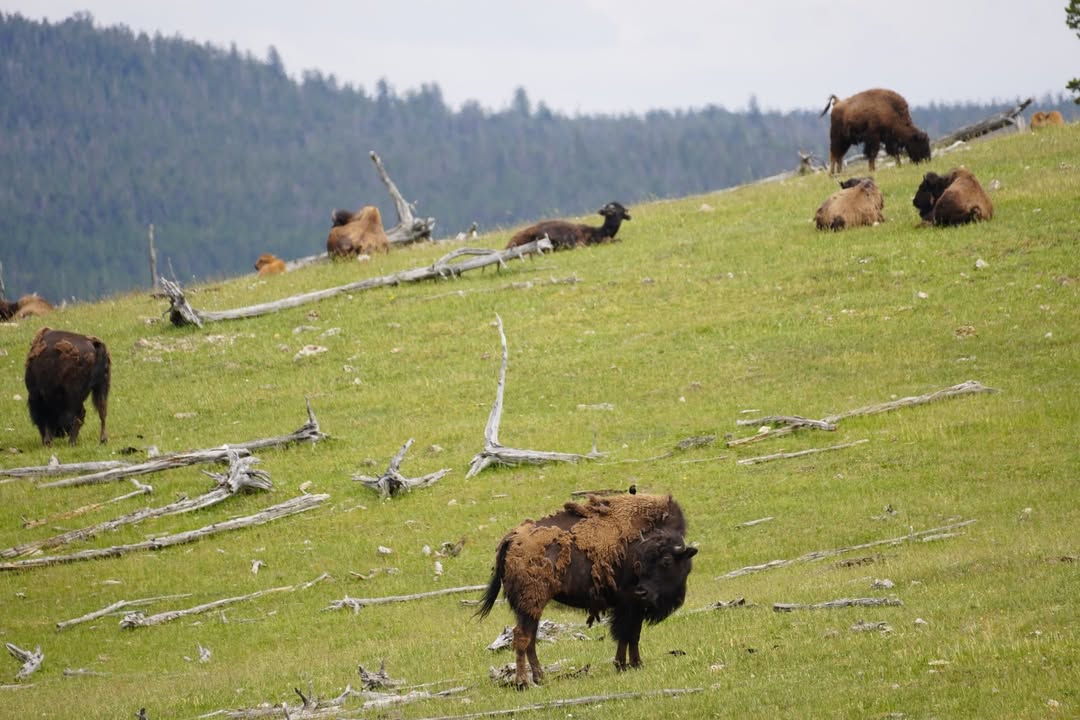 Yellowstone National Park, WY