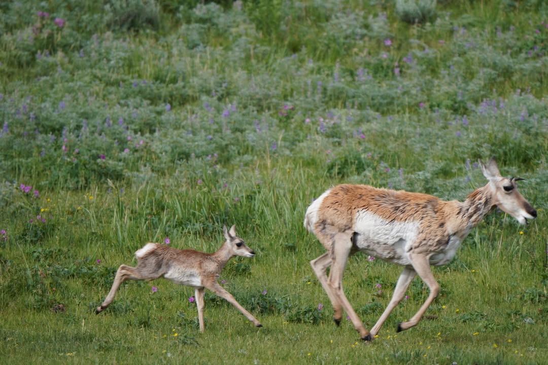 Yellowstone National Park, WY