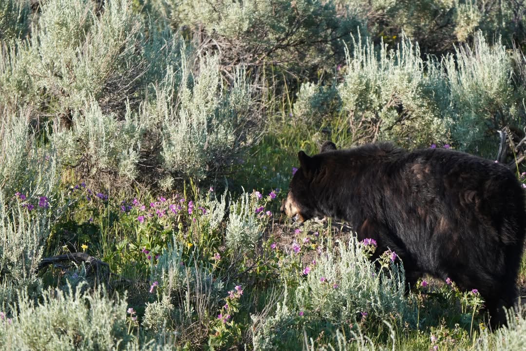 Yellowstone National Park, WY