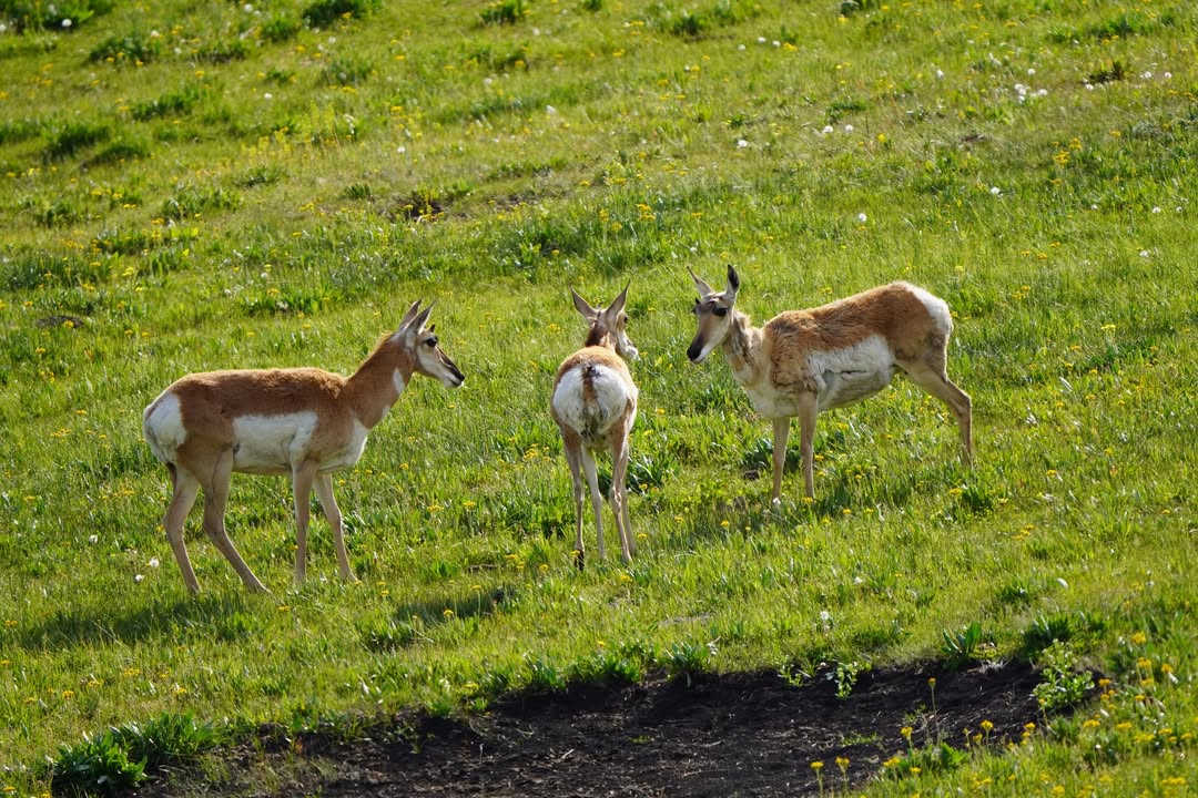 Antelop in Lamar Valley