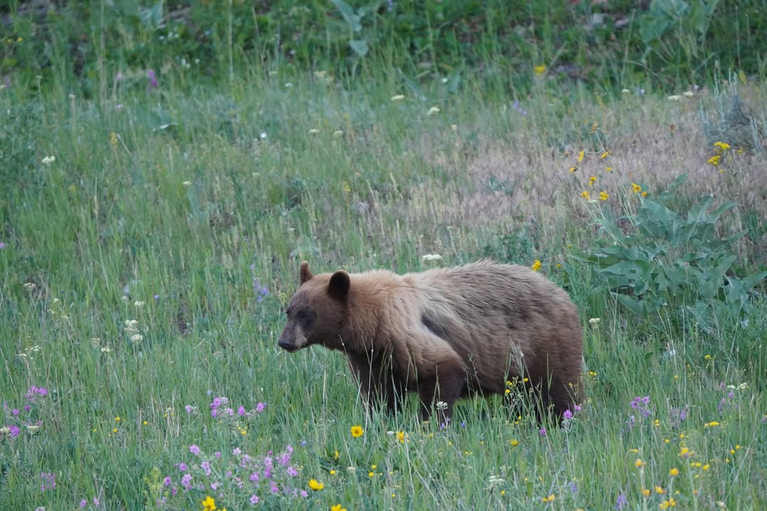 Bear Sigting in Lamar Valley