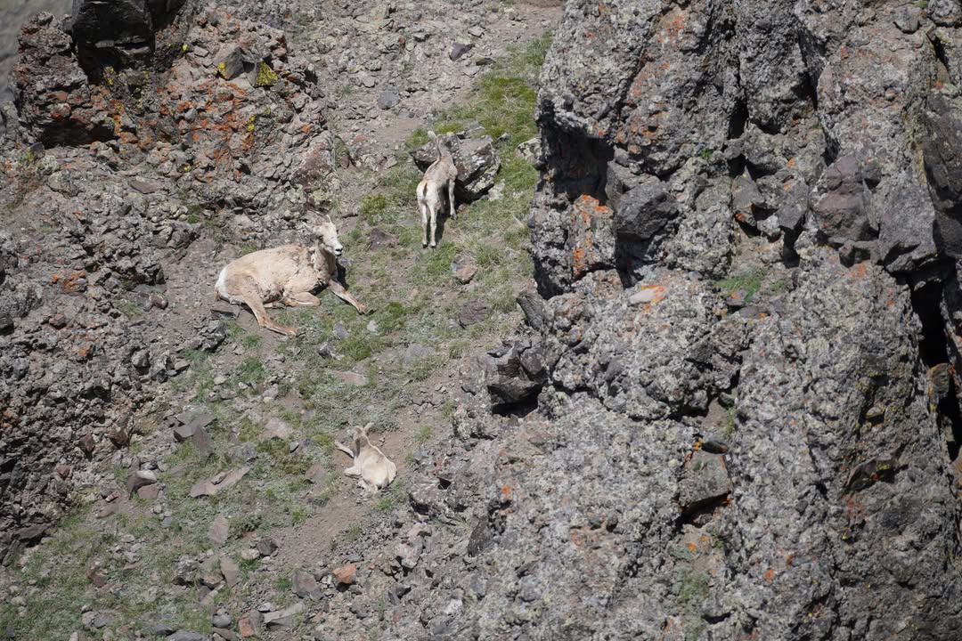 Bighorn Sheep on Mount Washburn