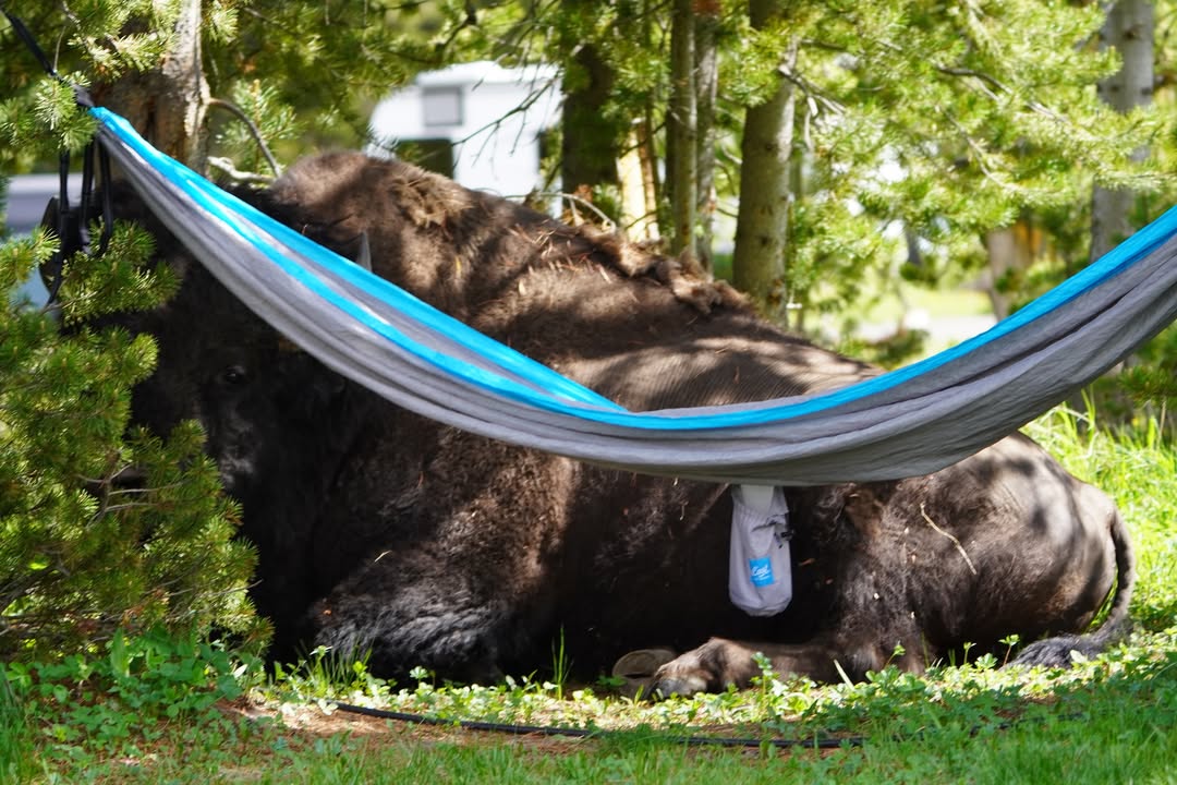 Bison at Camp