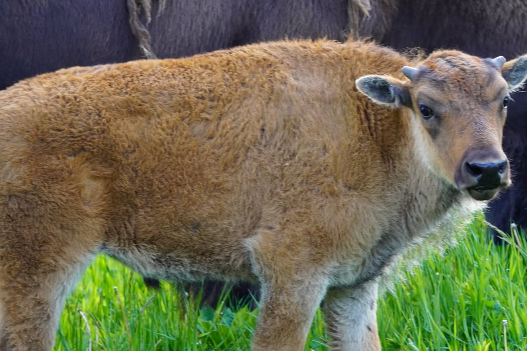Bison Calf