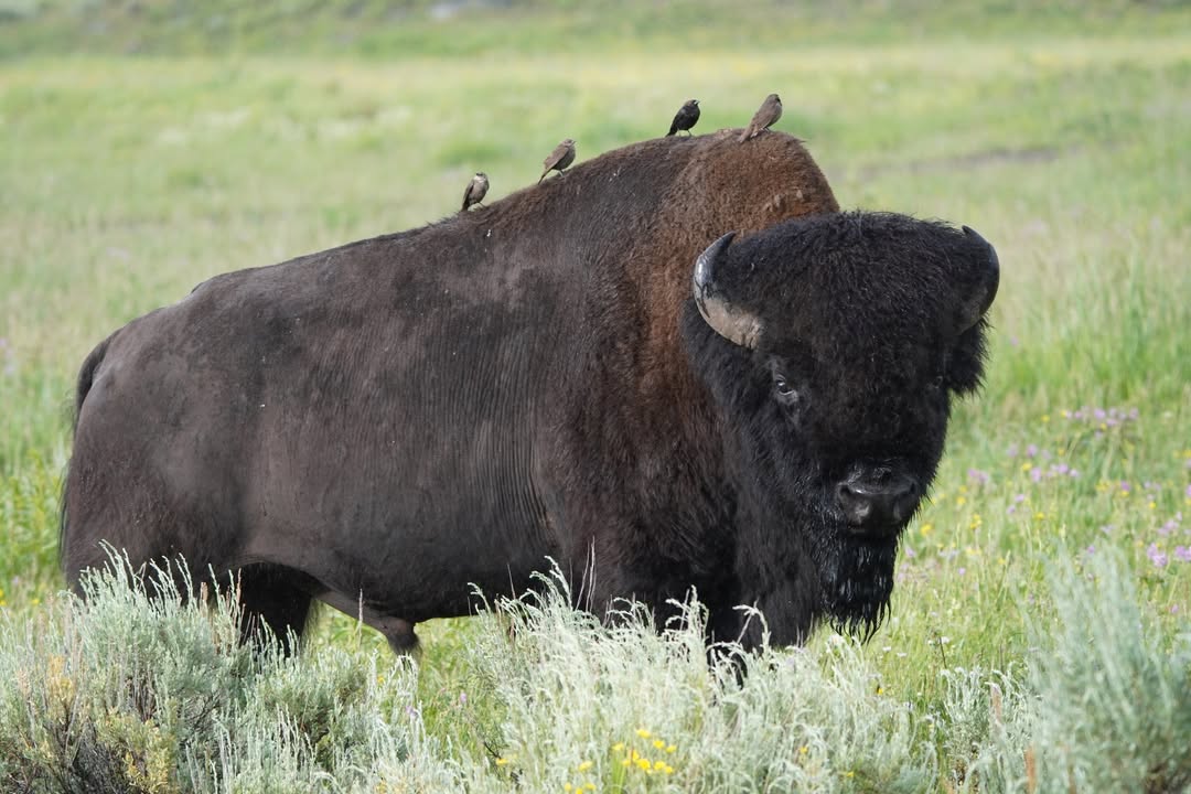 Bison in Lamar Valley