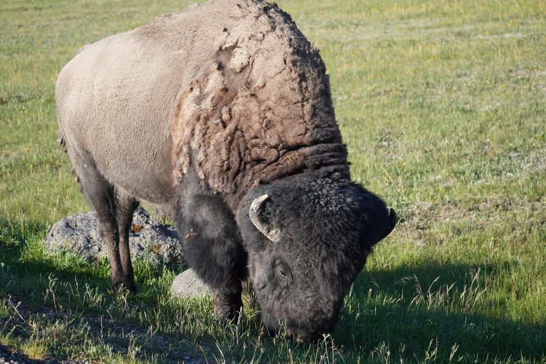 Bison near Fountain Paint Pot