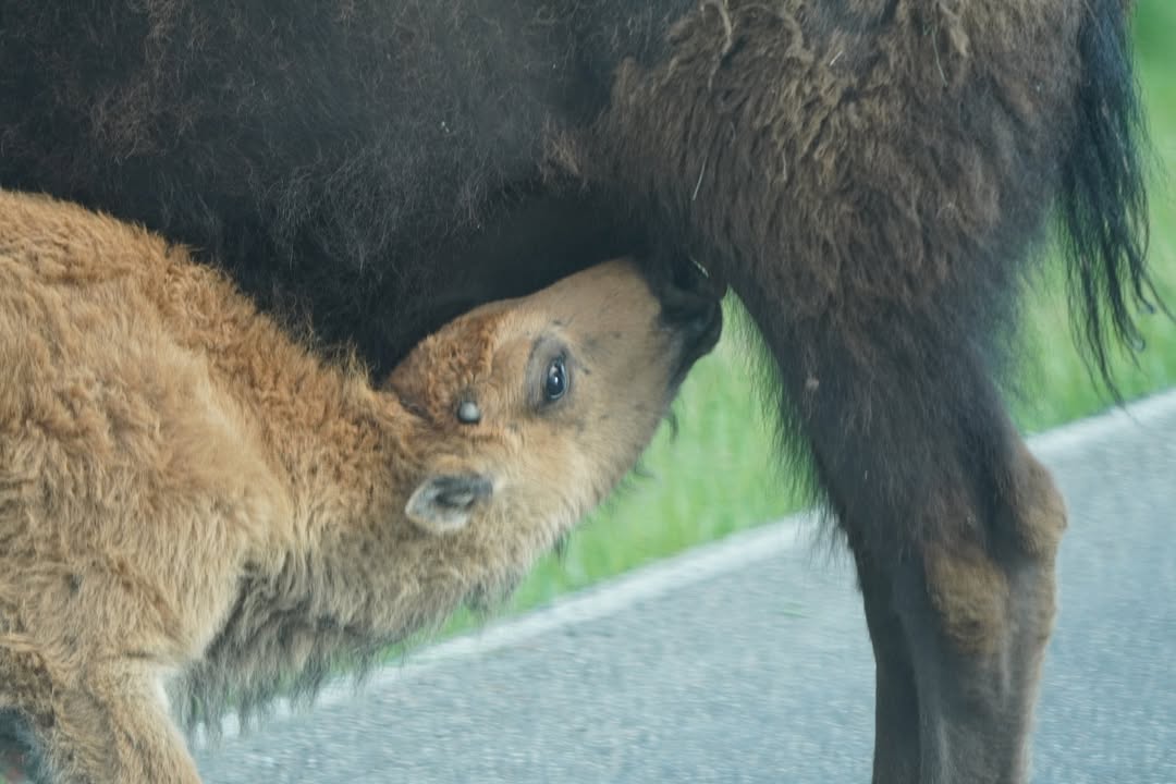 Bison Nursing in the Road