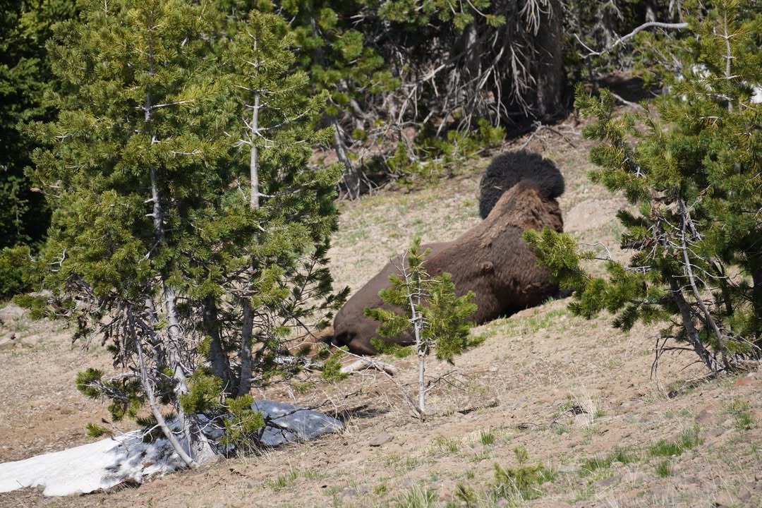 Bison on Mount Washburn