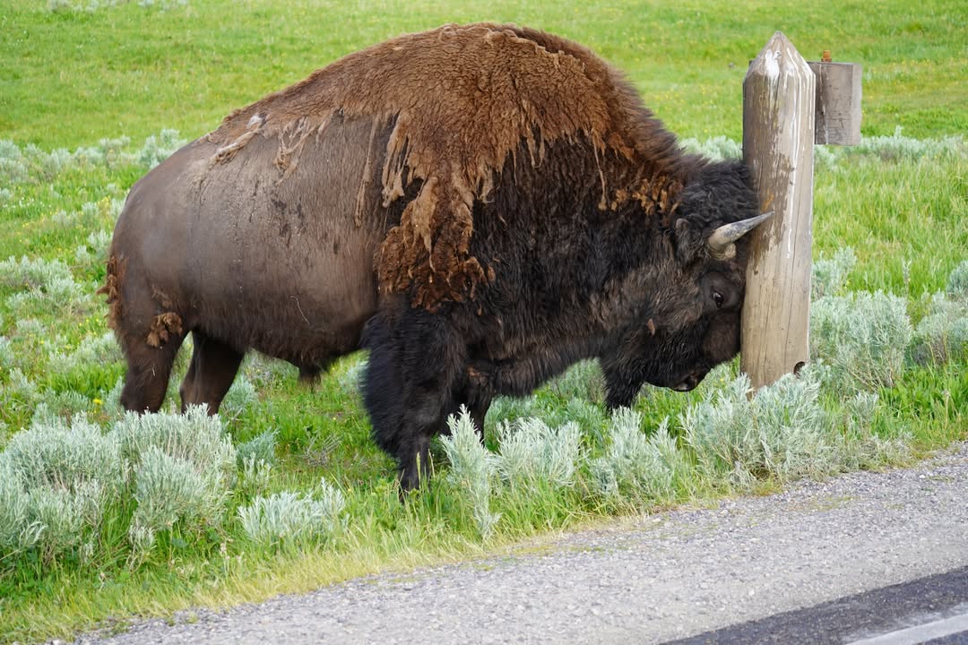 Bison Scratching Head on Post