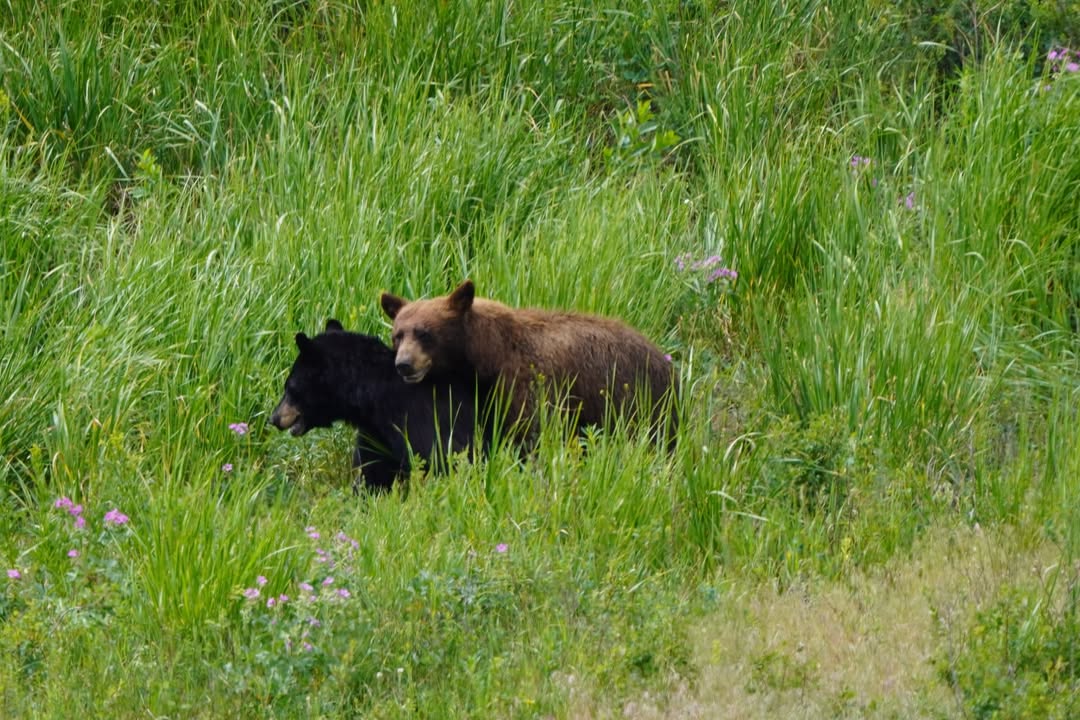 Black Bear in Lamar Valley