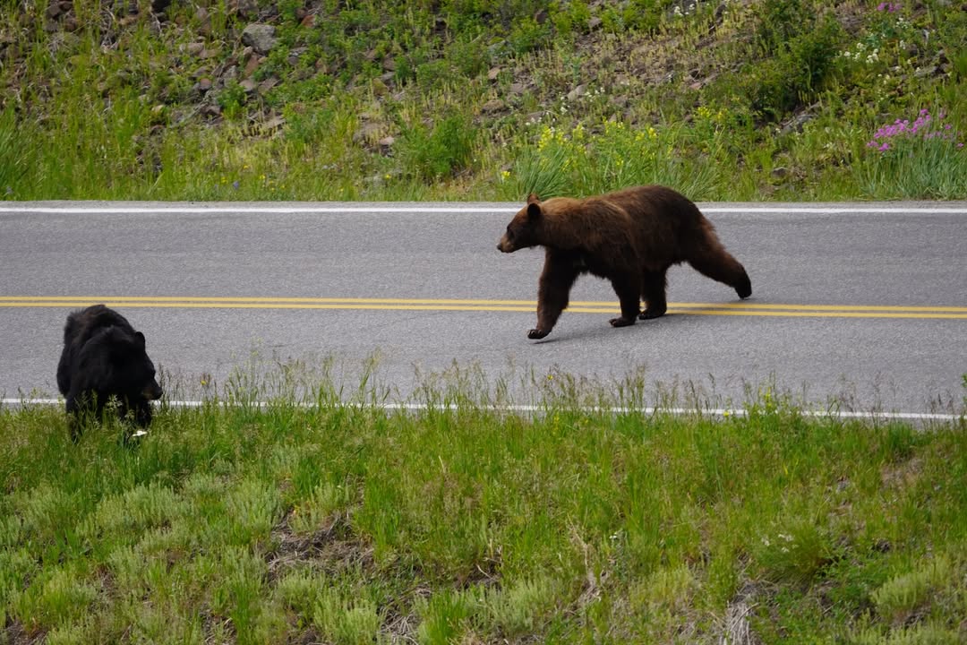 Black Bear in Lamar Valley