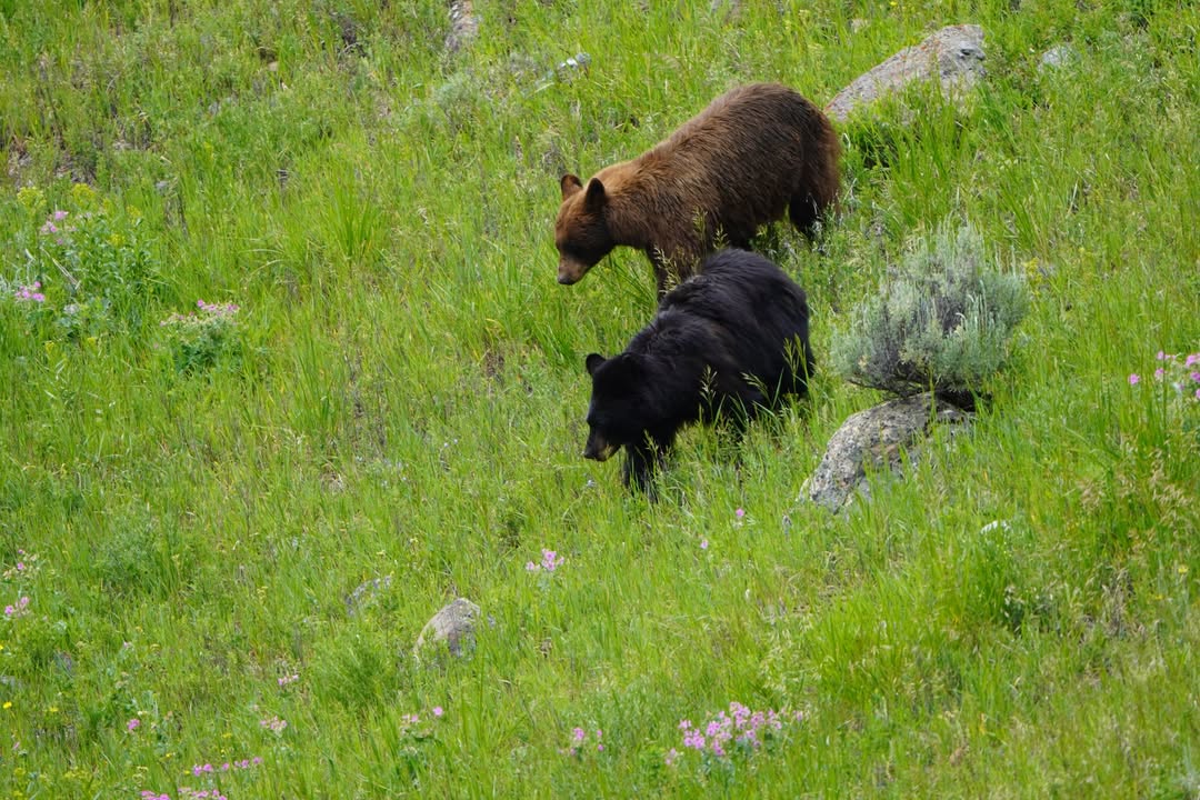 Black Bear in Lamar Valley