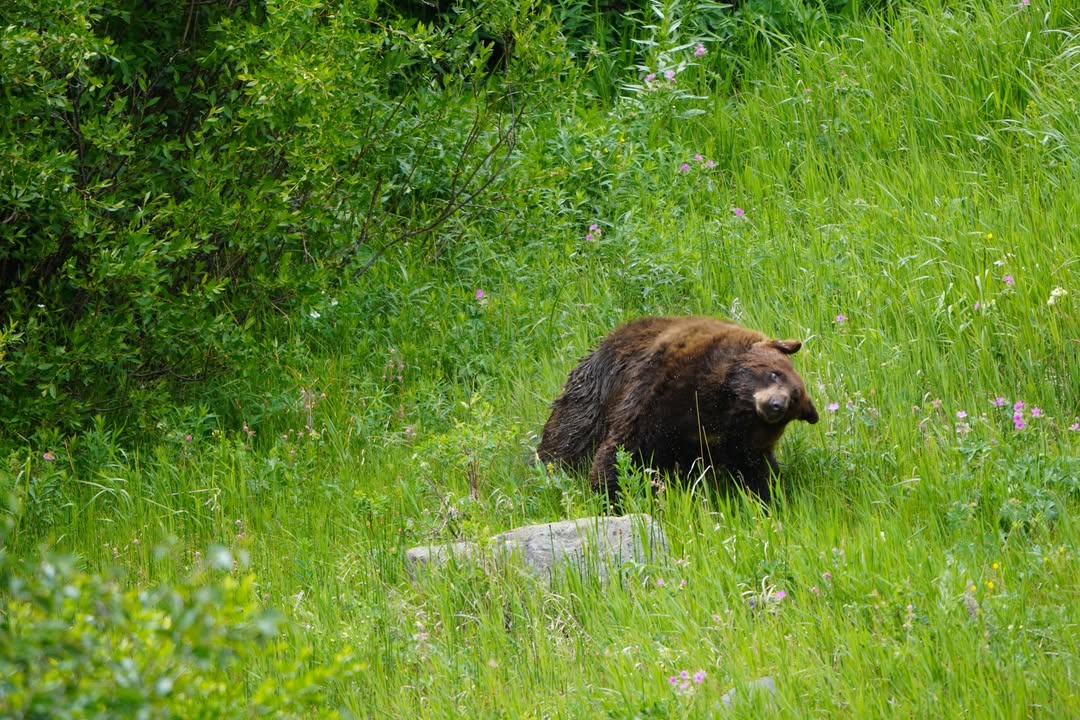 Black Bear in Lamar Valley