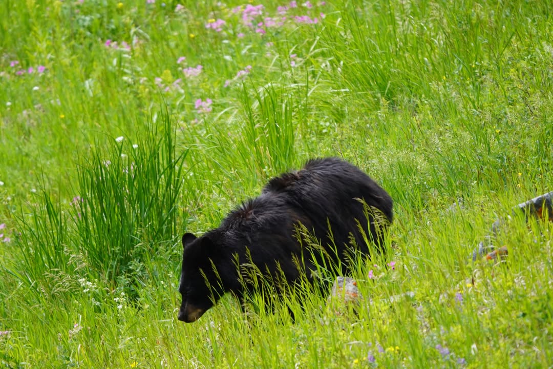 Black Bear in Lamar Valley