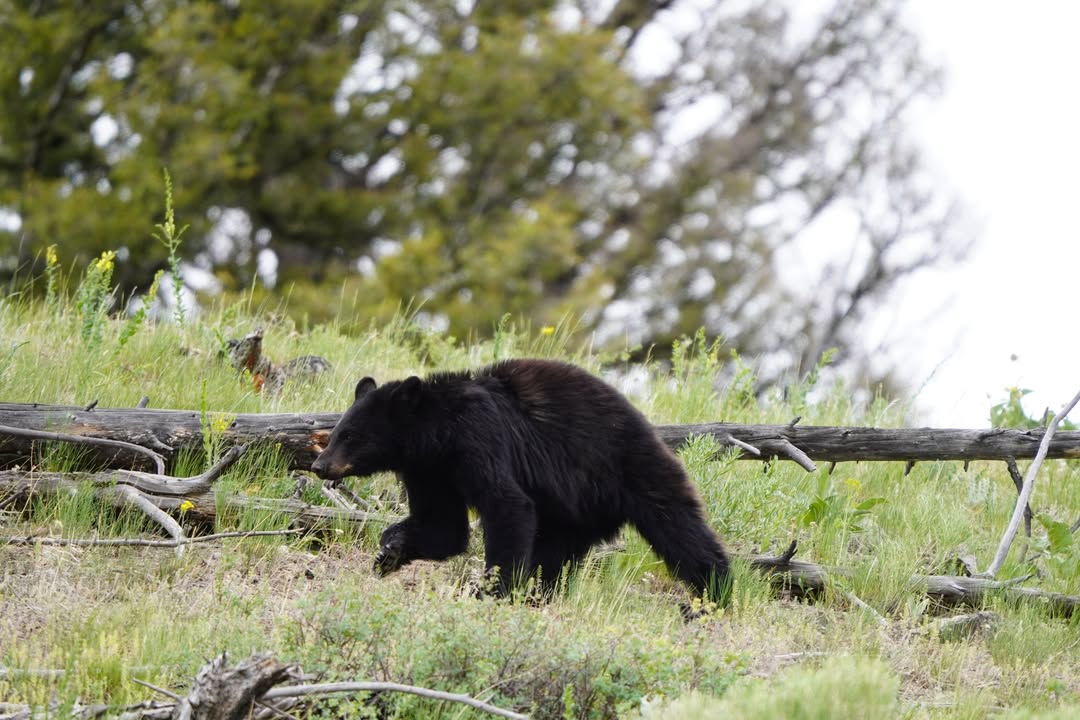 Black Bear in Lamar Valley