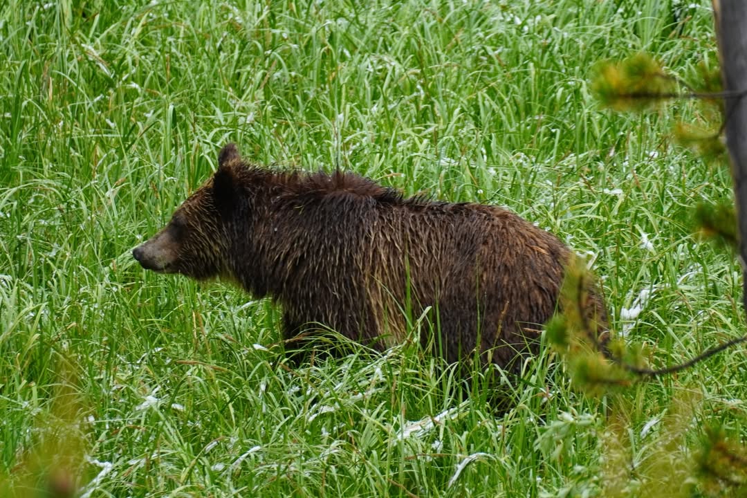 Black Bear on Grand Loop Road