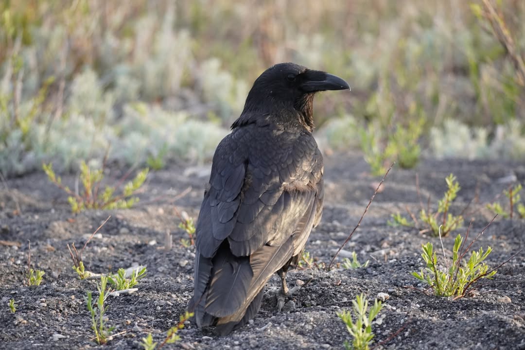 Black Crow by Yellowstone Lake