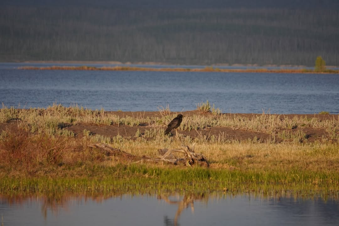 Black Crow by Yellowstone Lake