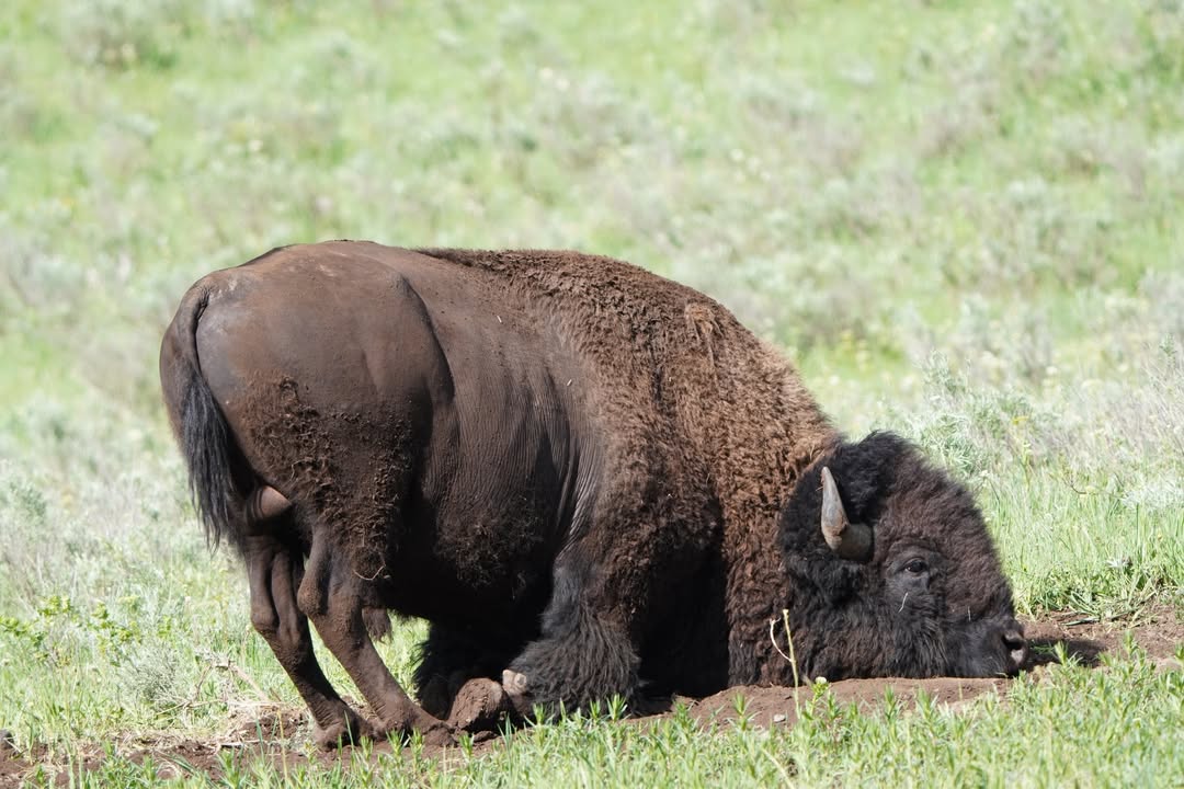 Buffalo Dust Bath
