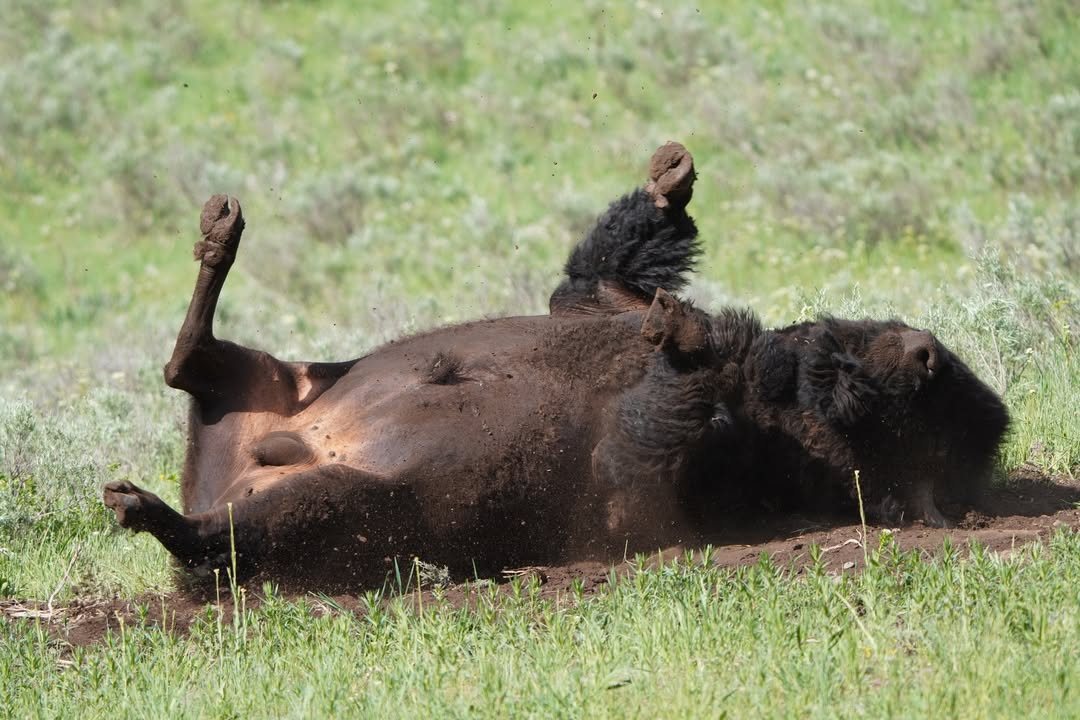 Buffalo Dust Bath