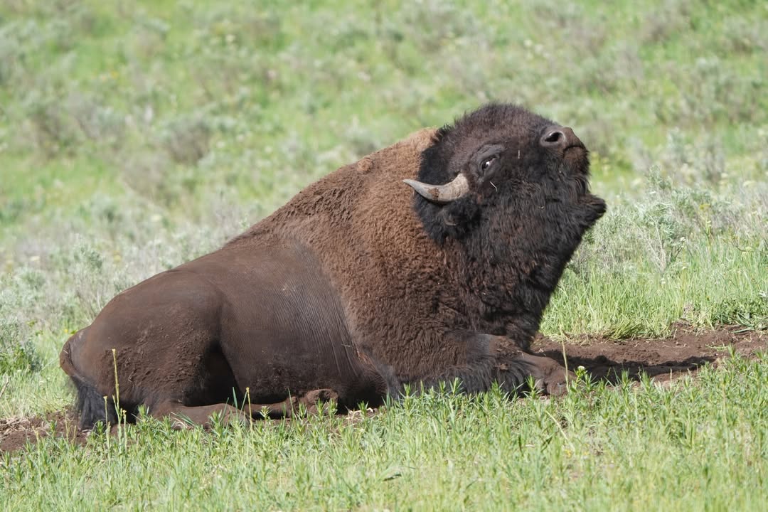Buffalo Dust Bath