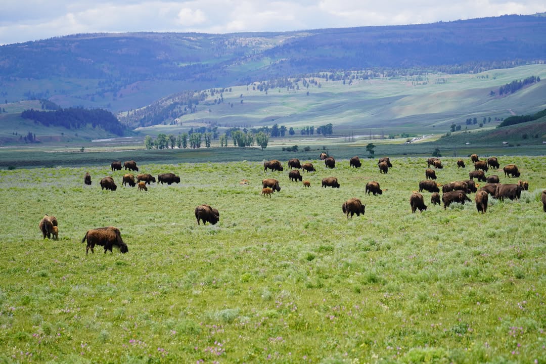 Buffalo Herd on Lamar River Trail