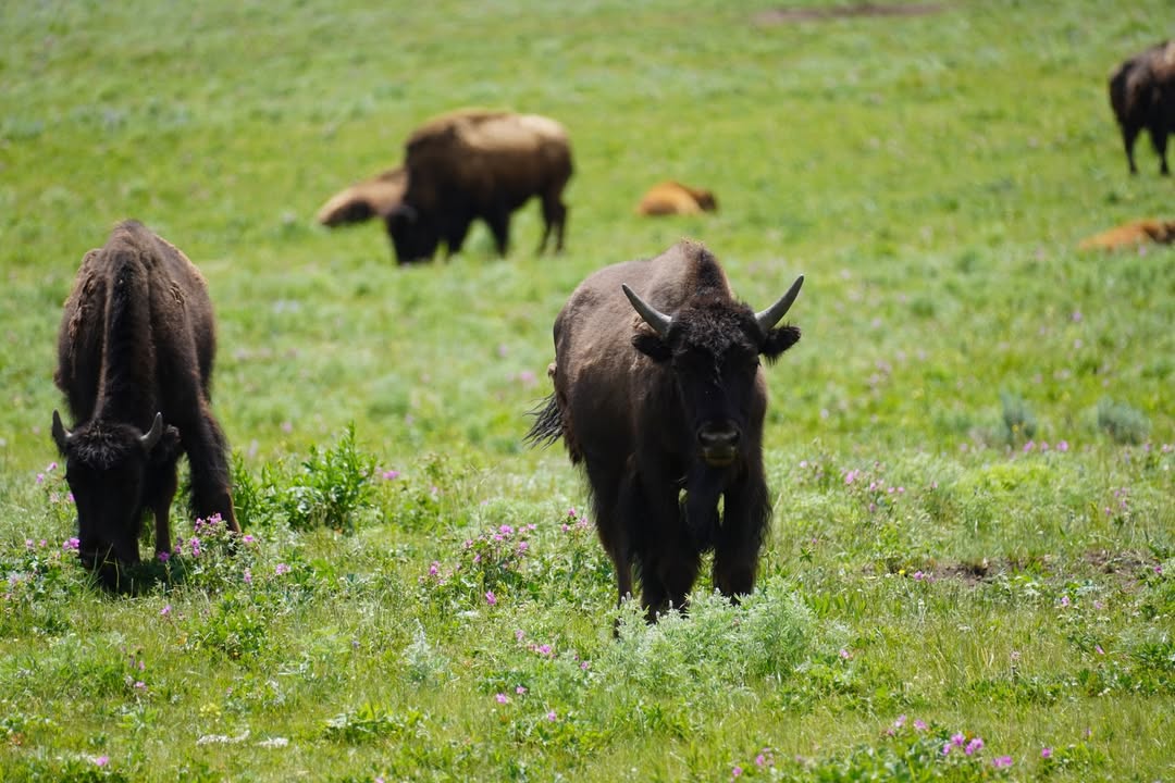 Buffalo Stare Down on Lamar River Trail