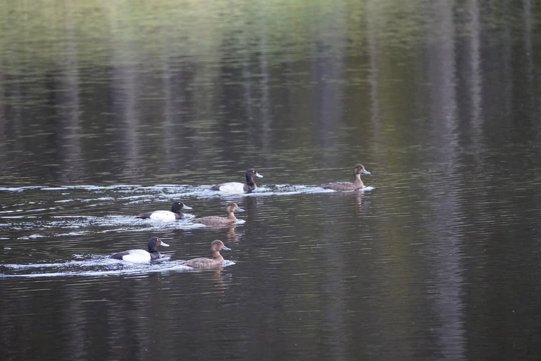 Common Mergansers on Yellowstone Lake Wetlands