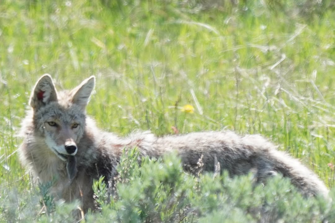 Coyote Caught Rodent off of Grand Loop Rd
