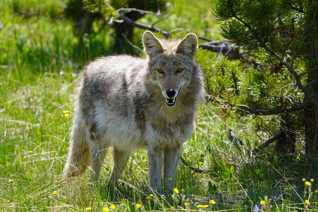 Coyote  off of Grand Loop Rd