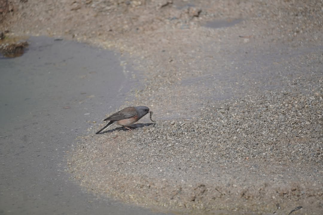 Dark-eyed Junco on Porcelain Basin Trail at Norris