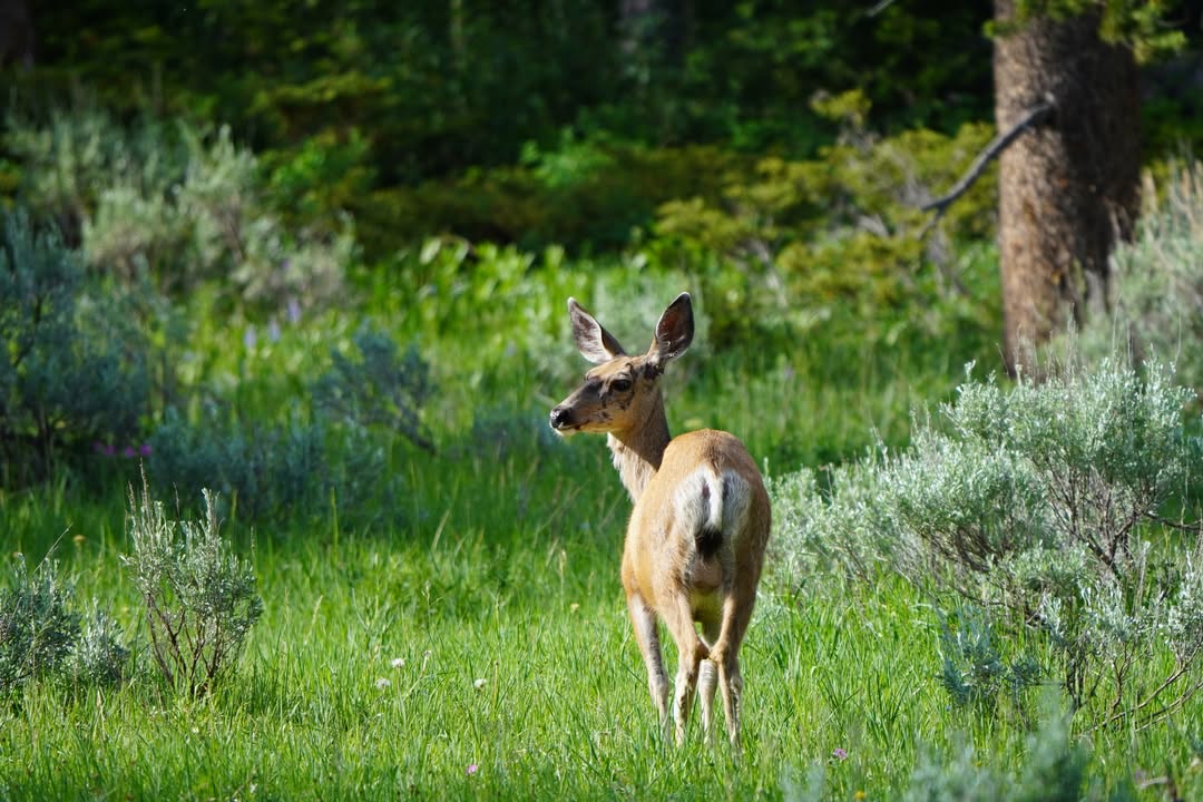 Deer along Northeast Entrance Road in Lamar Valley