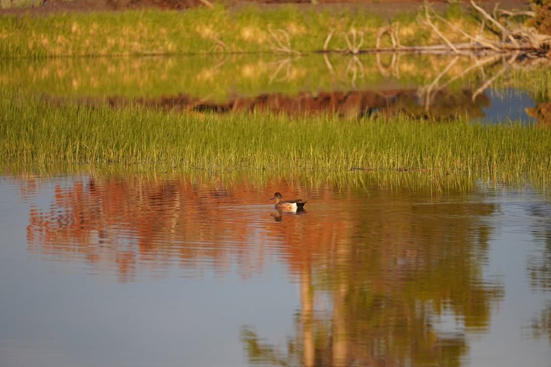 Duck on Yellowstone Lake