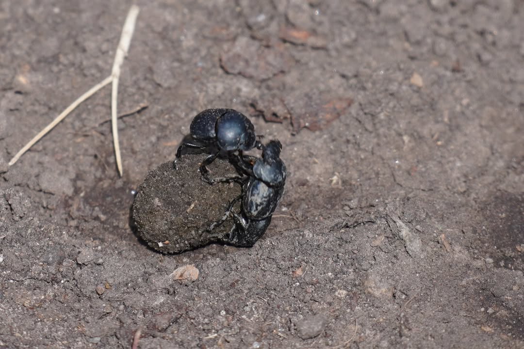 Dung Beetle Battle