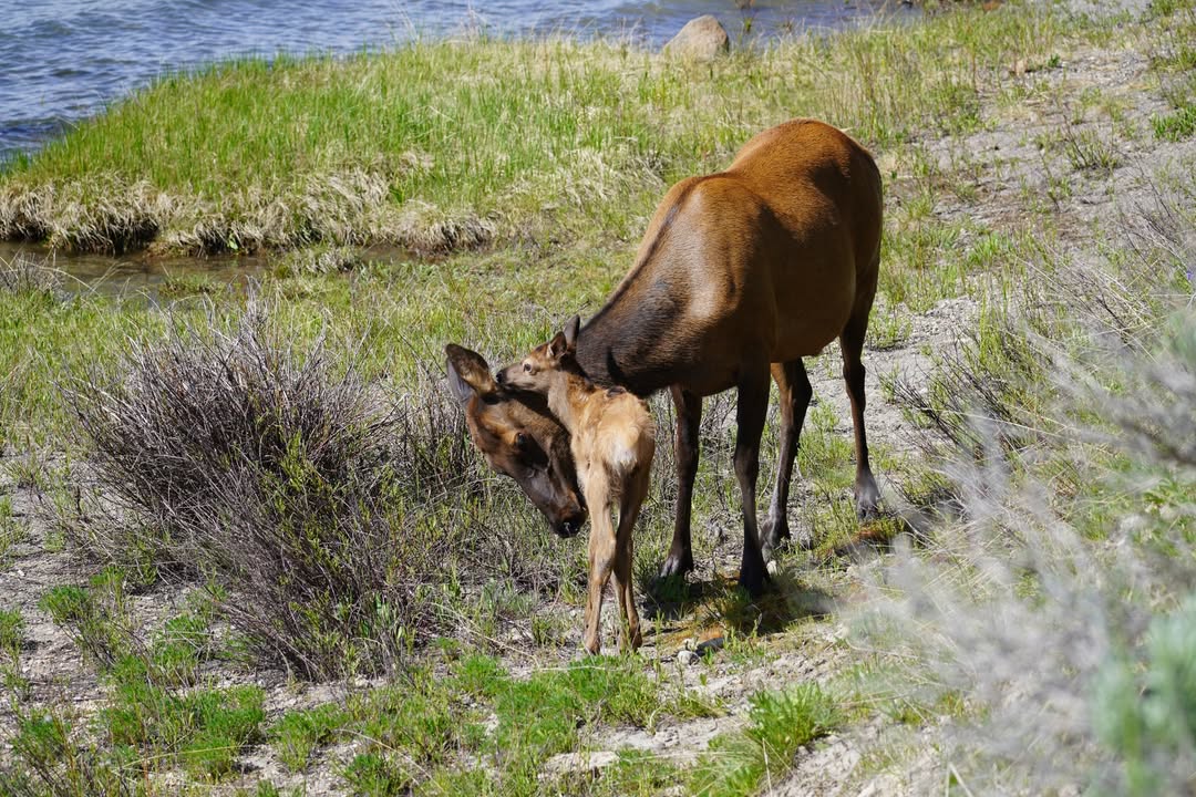 Elk and Calf by Yellowstone Lake