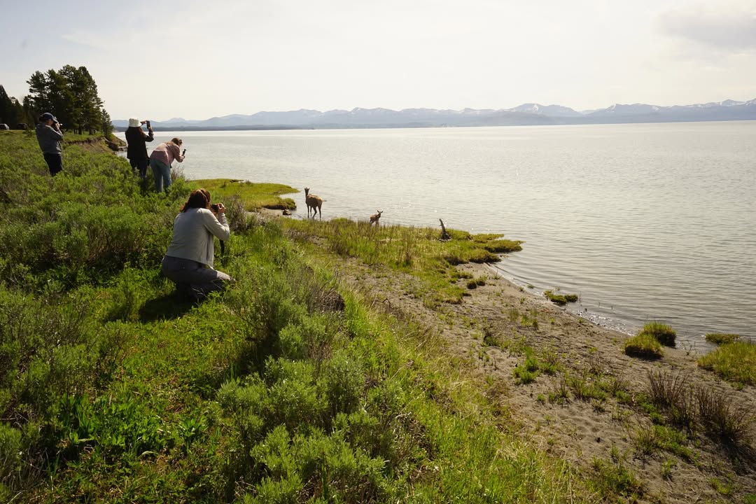 Elk By Yellowstone Lake