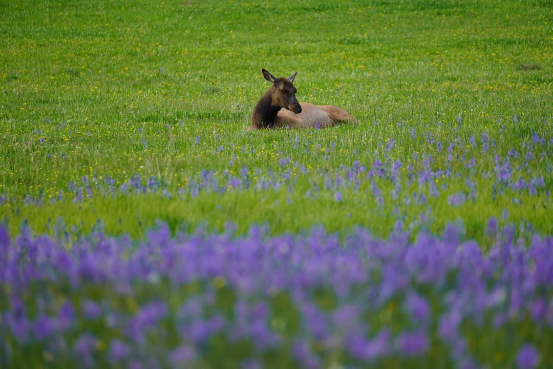 Elk in  a Meadow off Grand Loop Roard