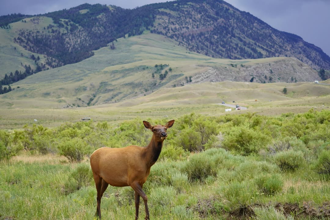 Elk in Lamar Valley