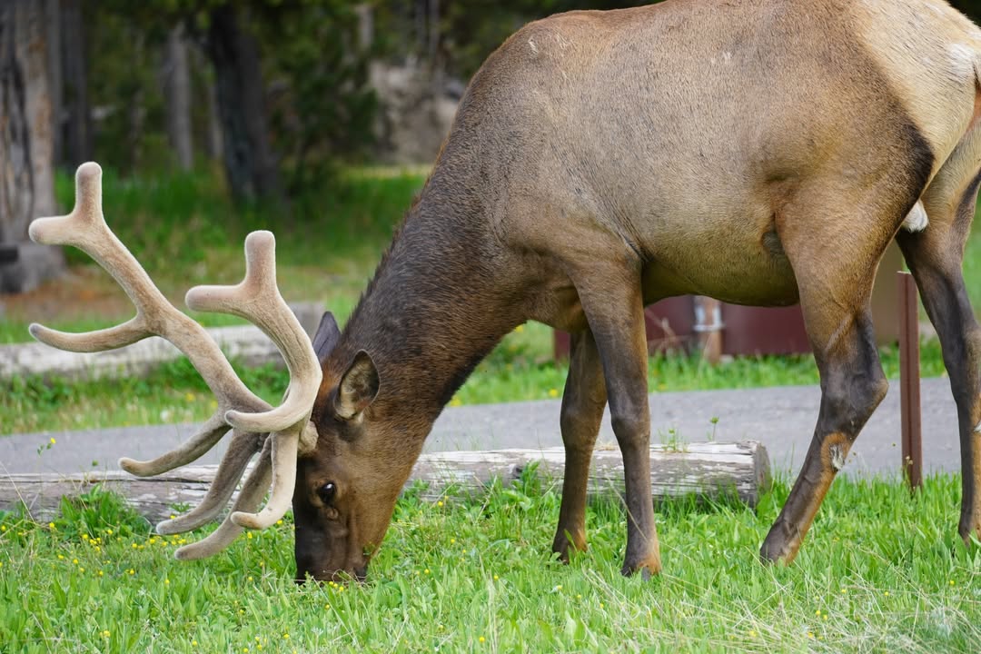 Elk near Bridge Bay Campground