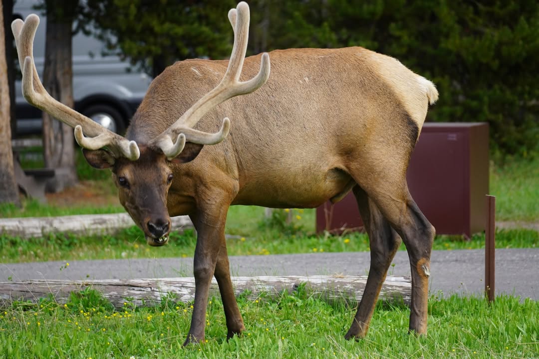 Elk near Bridge Bay Campground