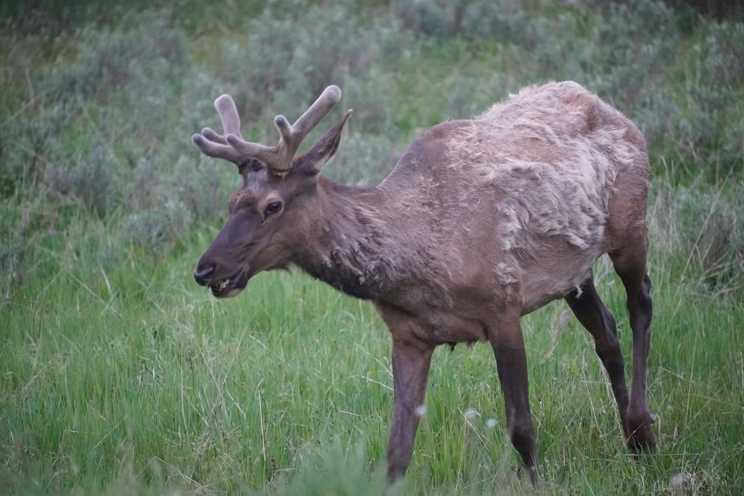 Elk near Yellowstone Lake