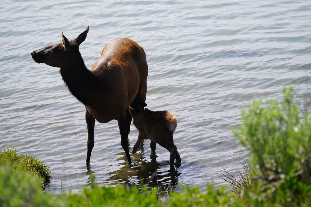 Elk Nursing Calf in Yellowstone Lake