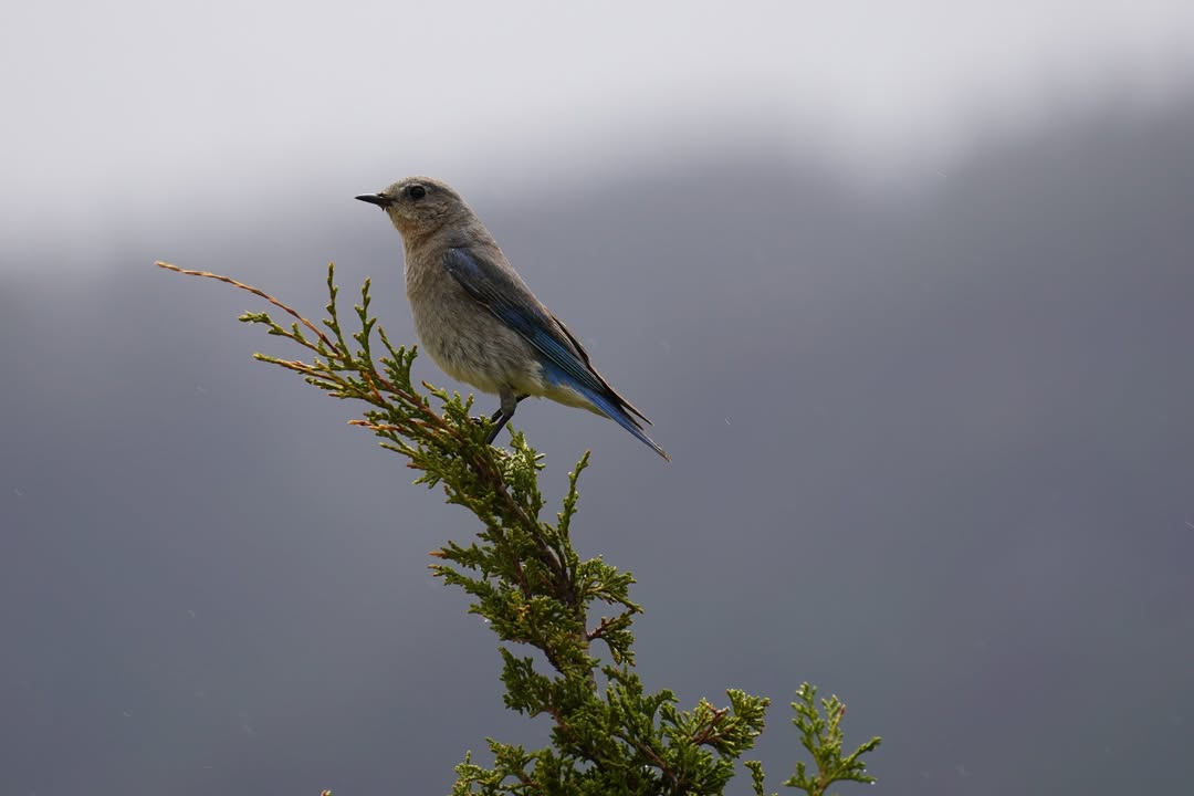 Female Mountain Blue Bird