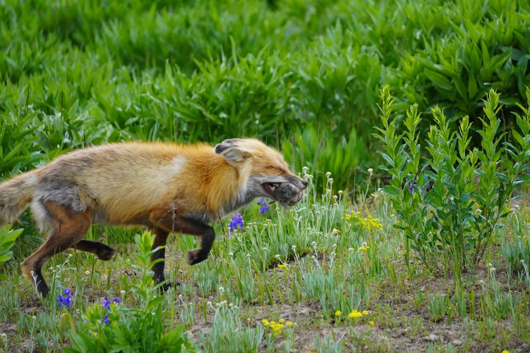 Fox Caught Ground Mole near Grand Loop Road