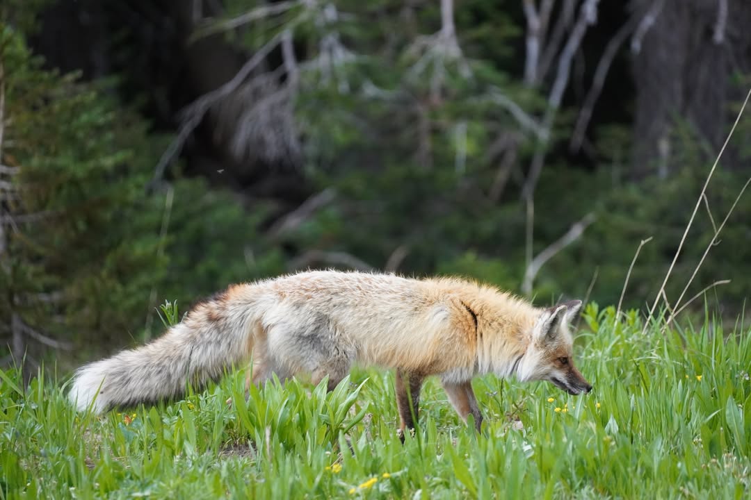 Fox Hunting off Grand Loop Road