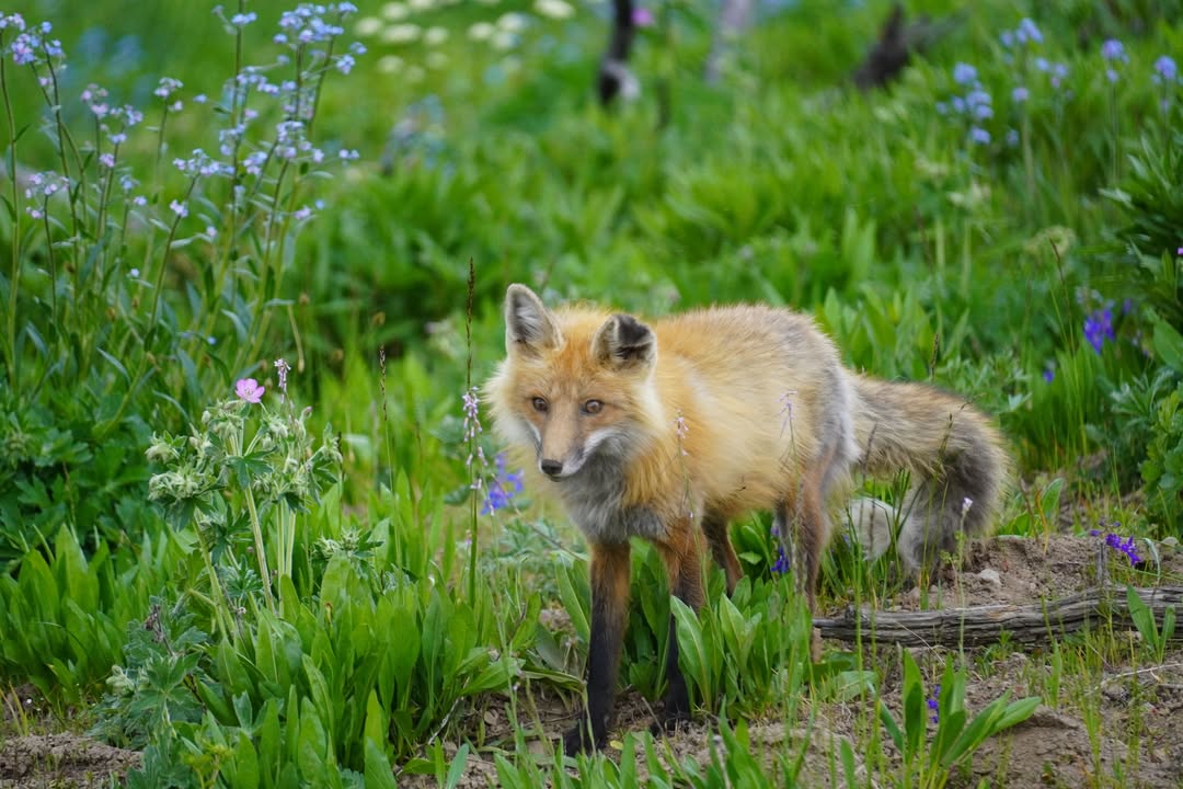 Fox Hunting off Grand Loop Road